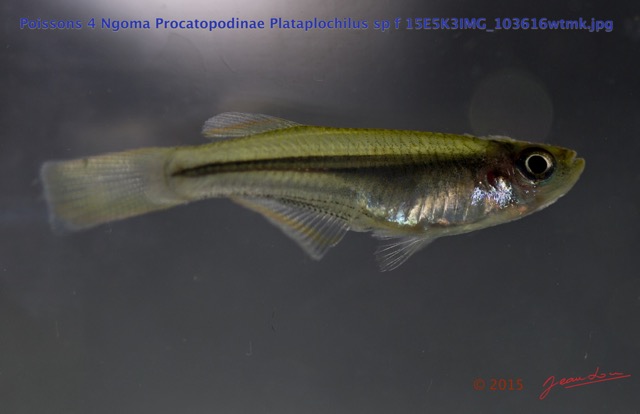 025 Poissons 4 Ngoma Procatopodinae Plataplochilus sp f 15E5K3IMG_103616wtmk.jpg